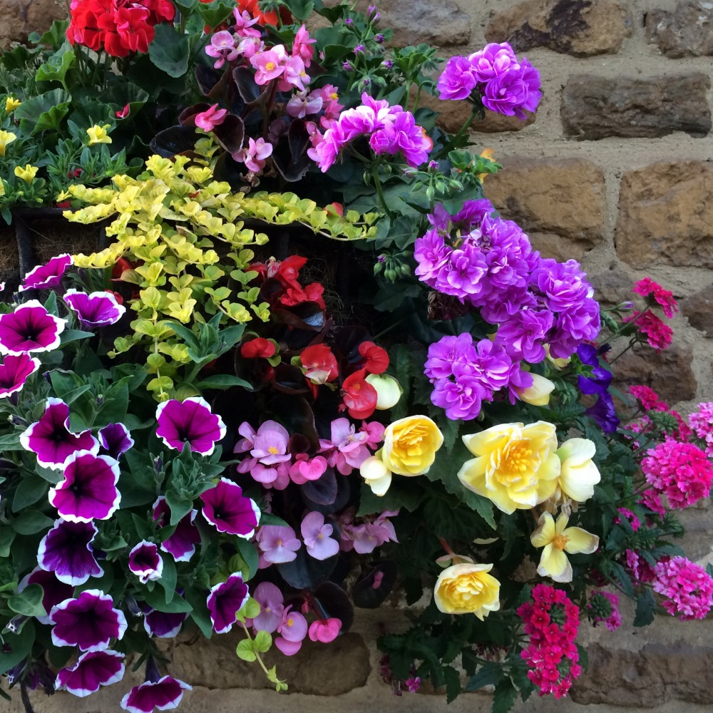 Bedding Plants & Hanging Baskets Barn Farm Plants